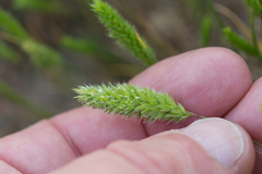 Rostraria cristata