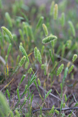 Rostraria cristata