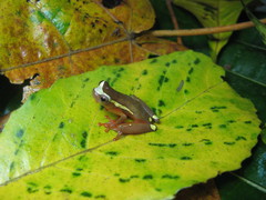 Dendropsophus bifurcus