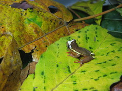 Dendropsophus bifurcus