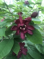 Calycanthus