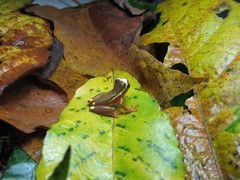 Dendropsophus bifurcus