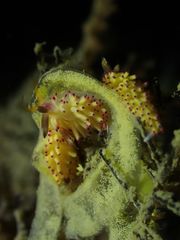 Favorinus mirabilis