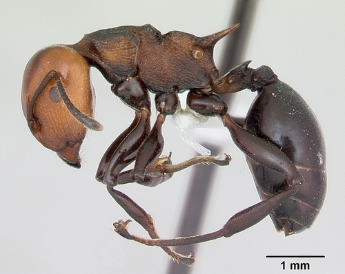 Twotone Tree Ant