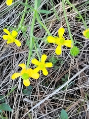 Ranunculus rhomboideus