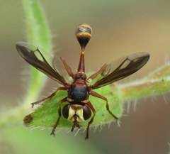 Physocephala marginata