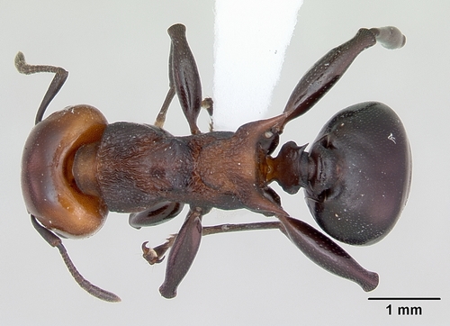 Twotone Tree Ant
