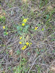 Ranunculus rhomboideus