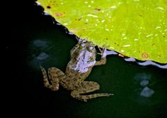 Euphlyctis cyanophlyctis