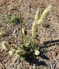 Cyphocarpa angustifolia