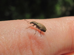 Polydrusus piliferus