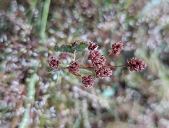 Luzula multiflora multiflora