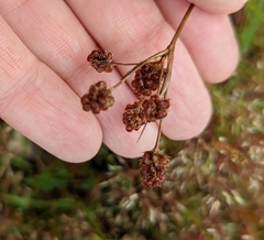 Luzula multiflora multiflora
