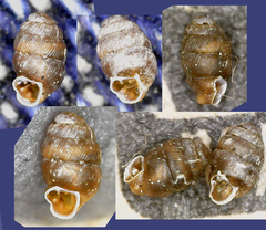 Vertigo angustior