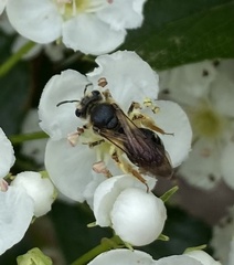 Andrena crataegi