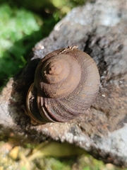 Rhysotina hepatizon