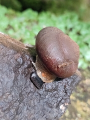 Rhysotina hepatizon