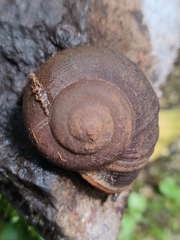 Rhysotina hepatizon