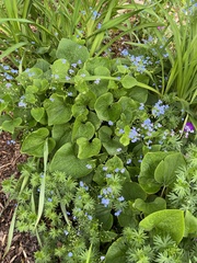 Brunnera sibirica
