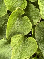 Brunnera sibirica