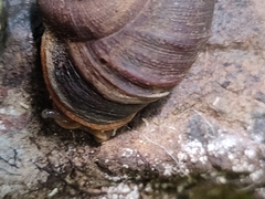 Rhysotina hepatizon