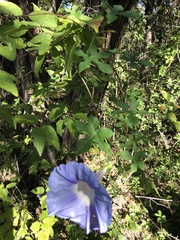 Ipomoea lindheimeri