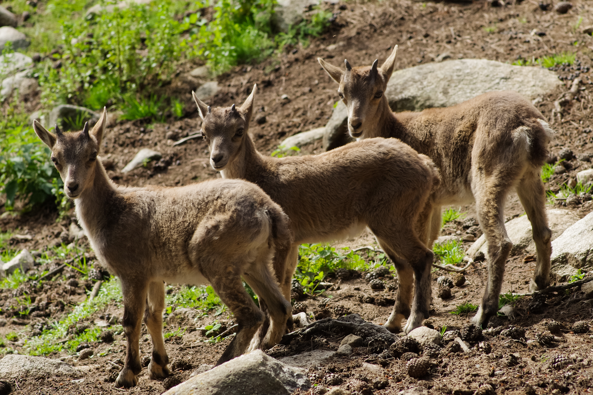 Northern Chamois (Rupicapra rupicapra) · iNaturalist