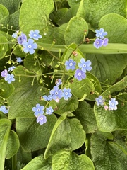 Brunnera sibirica