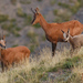 Pyrenean Chamois - Photo (c) Oscar Valencoso - Salomé Planas, some rights reserved (CC BY-NC)