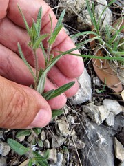 Boerhavia linearifolia