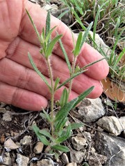 Boerhavia linearifolia