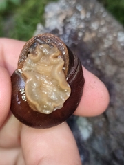 Rhysotina hepatizon