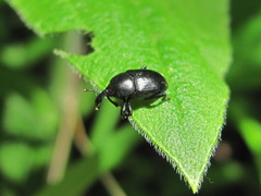 Baridina