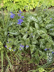 Pulmonaria saccharata