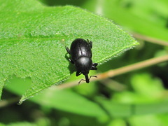 Baridina
