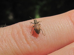 Polydrusus piliferus