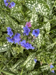 Pulmonaria saccharata