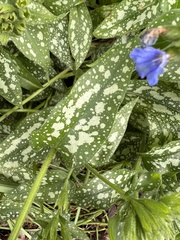 Pulmonaria saccharata