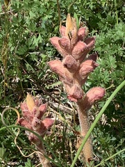 Orobanche caryophyllacea