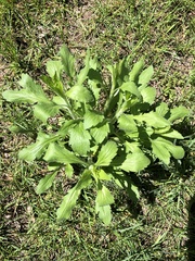 Erigeron
