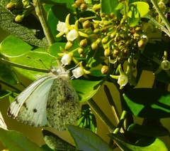 Dixeia charina