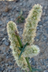 Cyphocarpa angustifolia