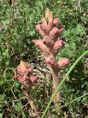 Orobanche caryophyllacea