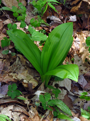 Veratrum parviflorum