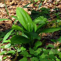 Veratrum parviflorum