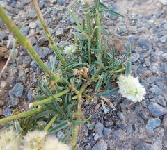 Cyphocarpa angustifolia