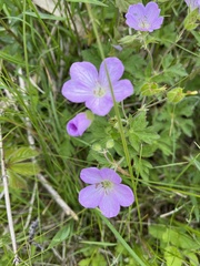 Geranium maculatum