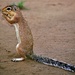 Unstriped Ground Squirrel - Photo (c) Bernard DUPONT, some rights reserved (CC BY-NC-SA)