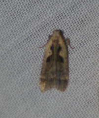 Dichomeris setosella