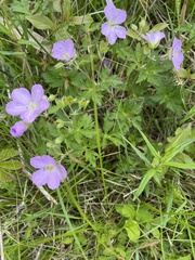 Geranium maculatum